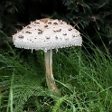 4711 Schleswig Holstein Ostsee 09_2015 KA7_3709-1 Kopie